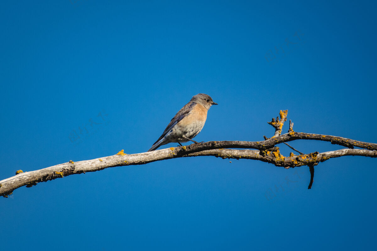 雀白天棕色树枝上的蓝灰色小鸟鸟动物