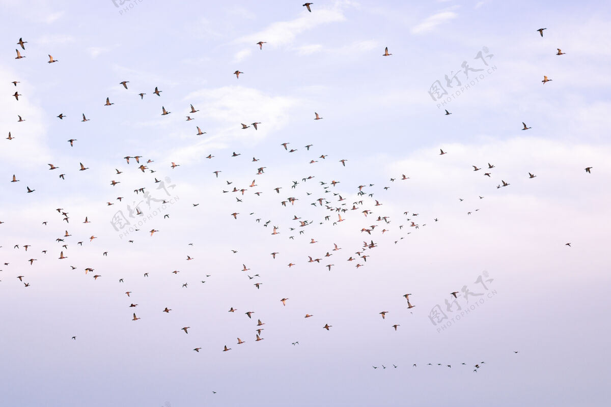 羊群迁徙期间 一群鸟儿在多云的天空中飞翔鸟迁徙迁徙