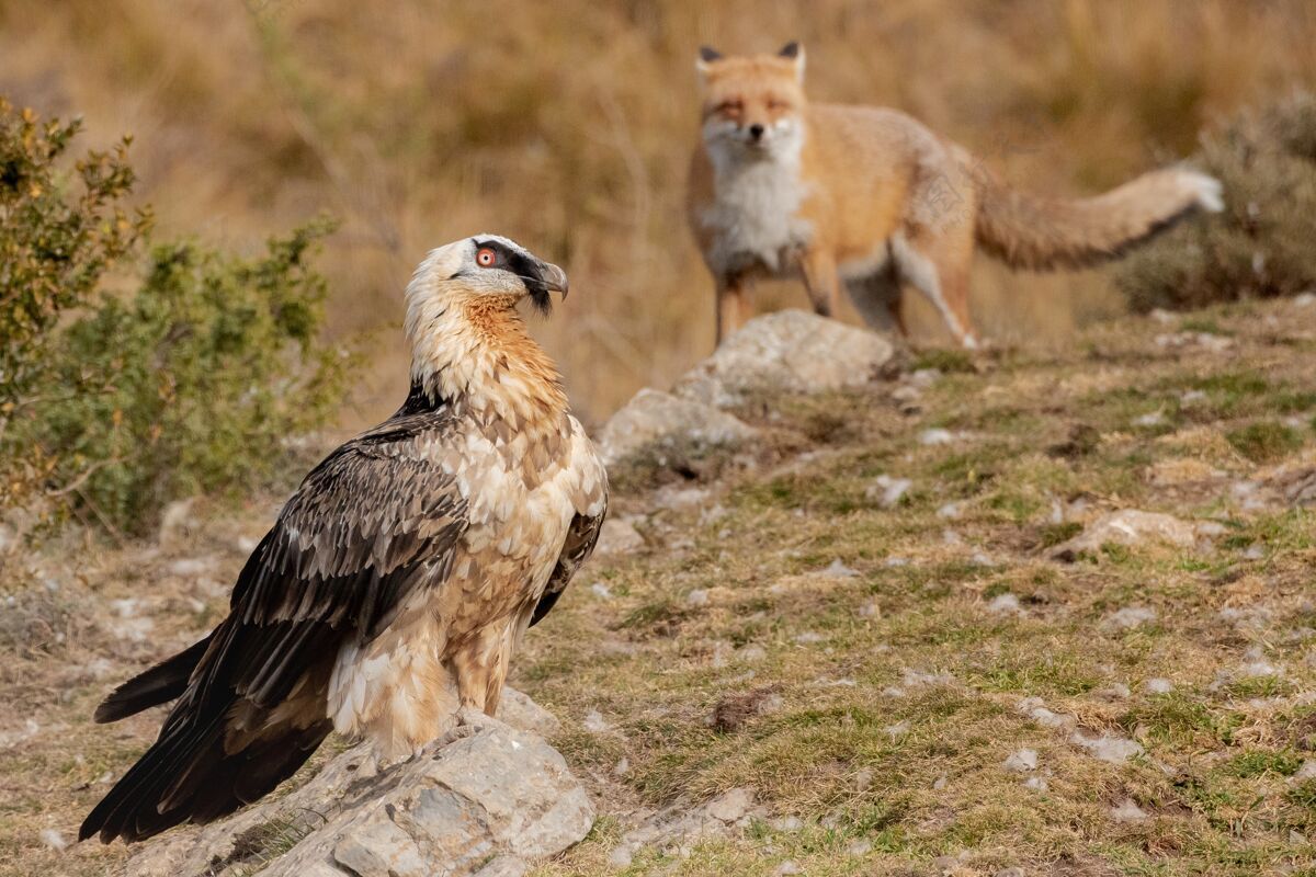动物园一只鹰靠近狐狸的特写镜头在岩石上尾巴鸟东京