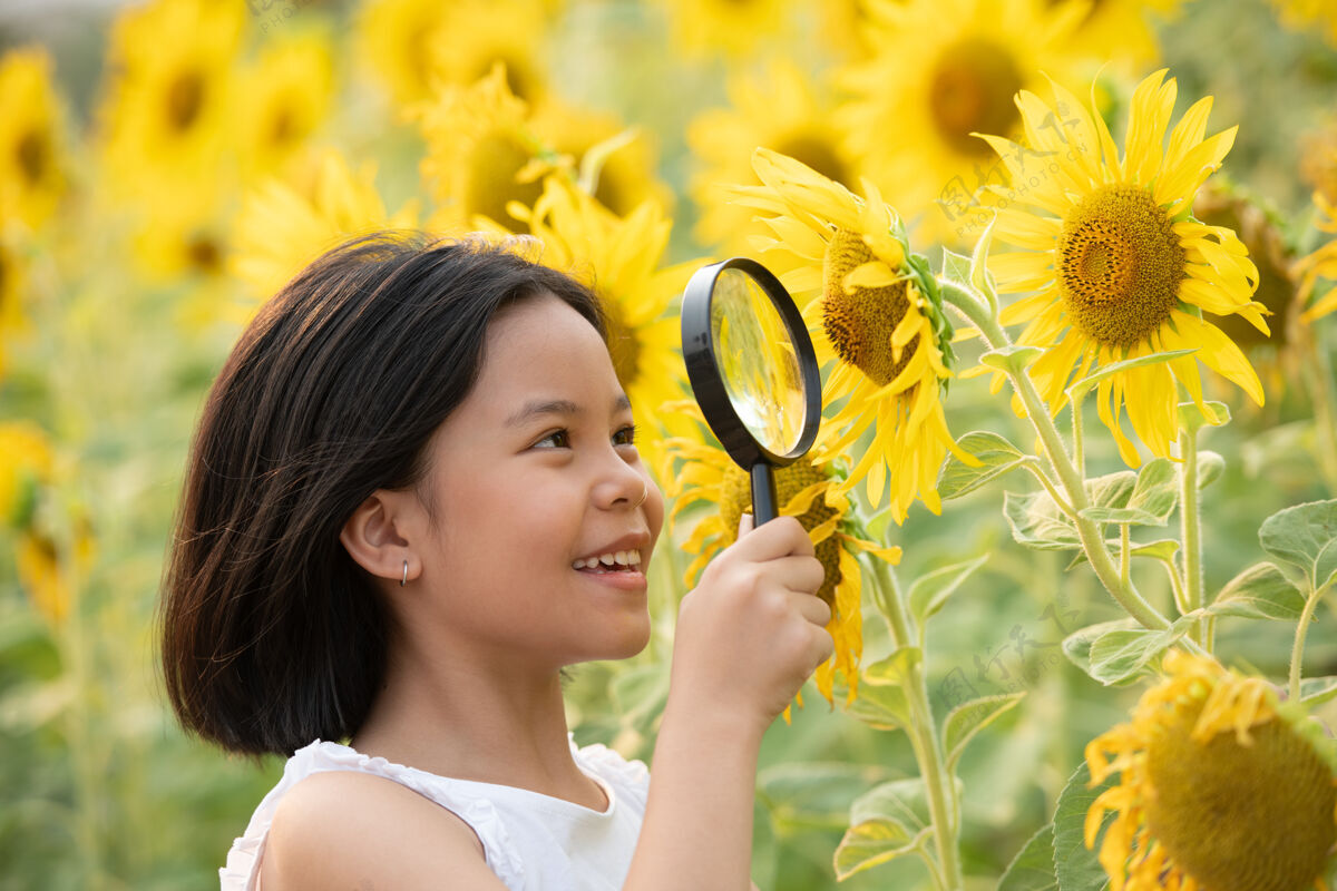 健康快乐的亚洲小女孩在阳光下 在盛开的向日葵中嬉戏孩子享受自然