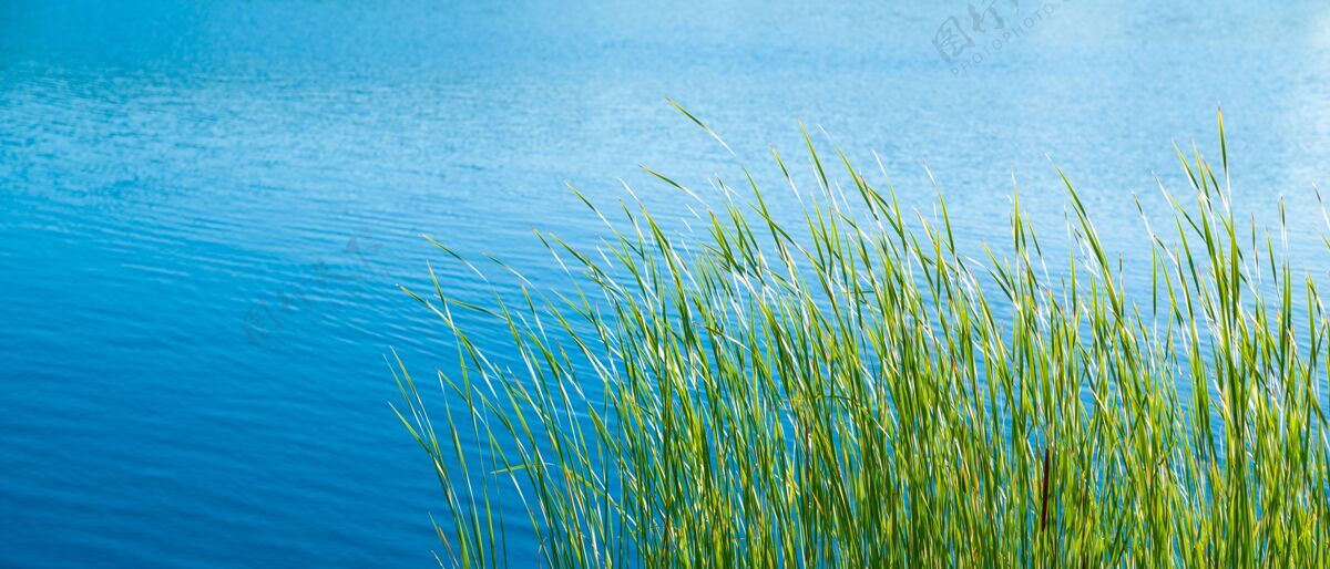 季节阳光明媚的日子 平静的湖岸上绿草丛生公园湖泊阳光