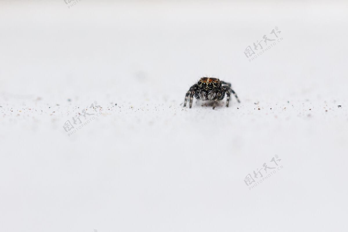 野生动物跳蜘蛛的选择性聚焦镜头自然小昆虫