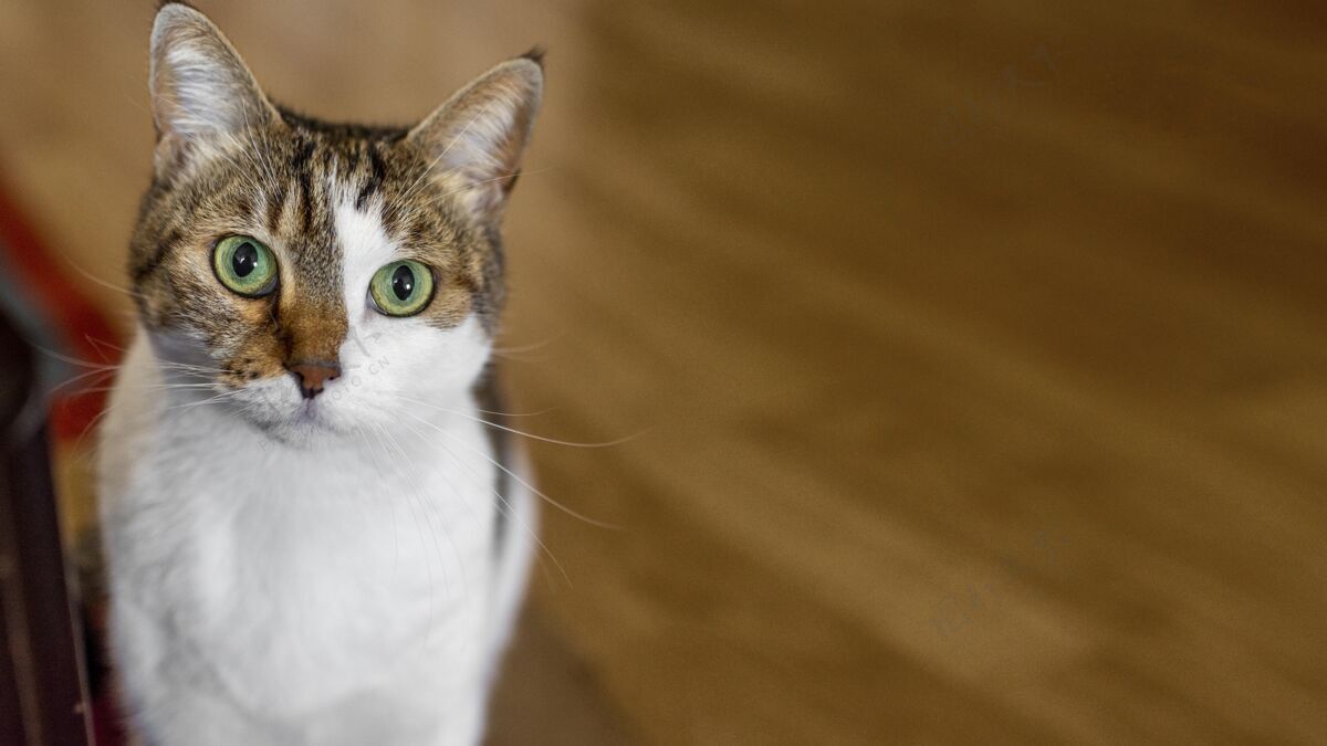 可爱的可爱的绿眼睛猫在室内里面可爱的猫