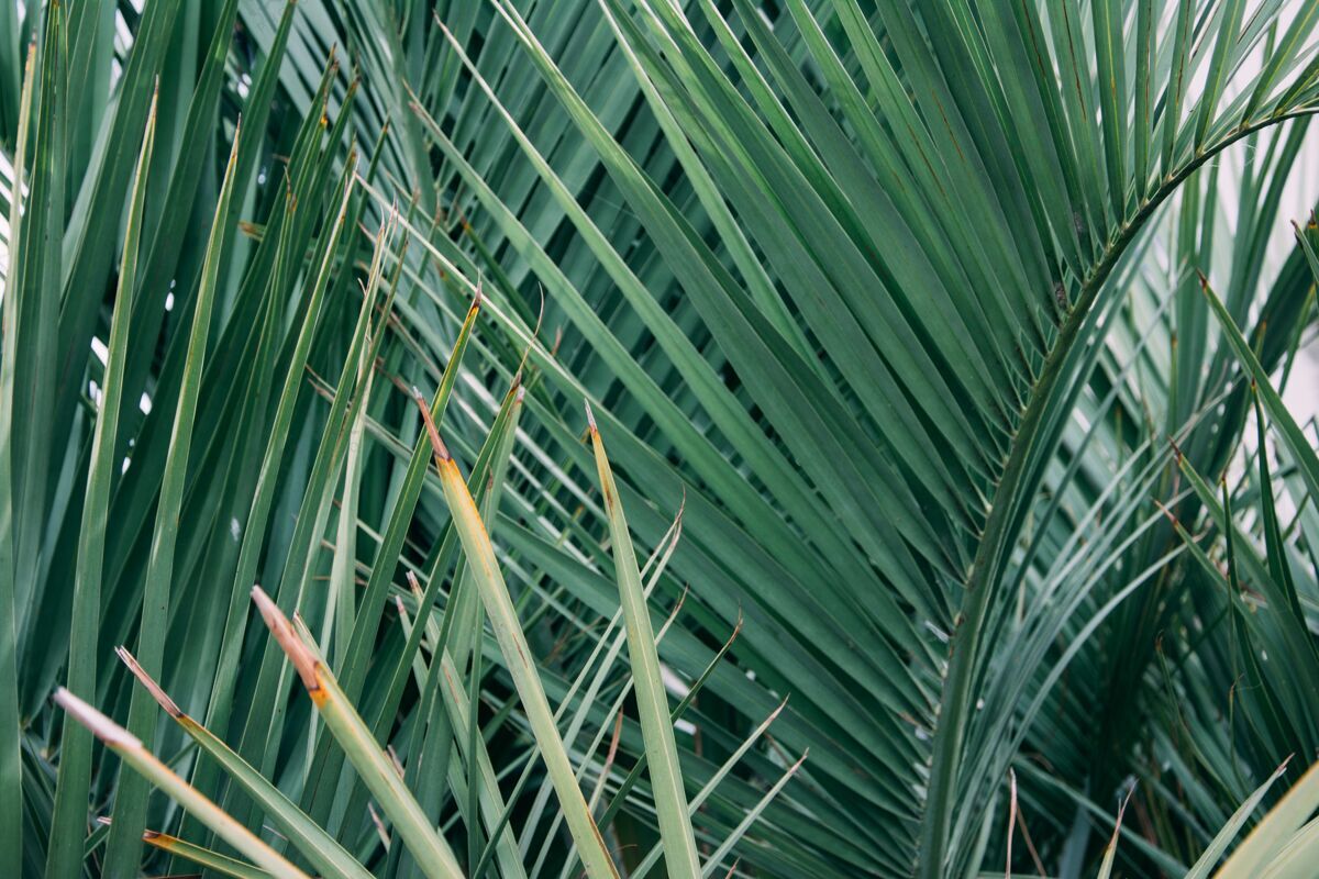 棕榈一棵茂密的棕榈树的水平镜头 叶子锋利椰子热带树枝