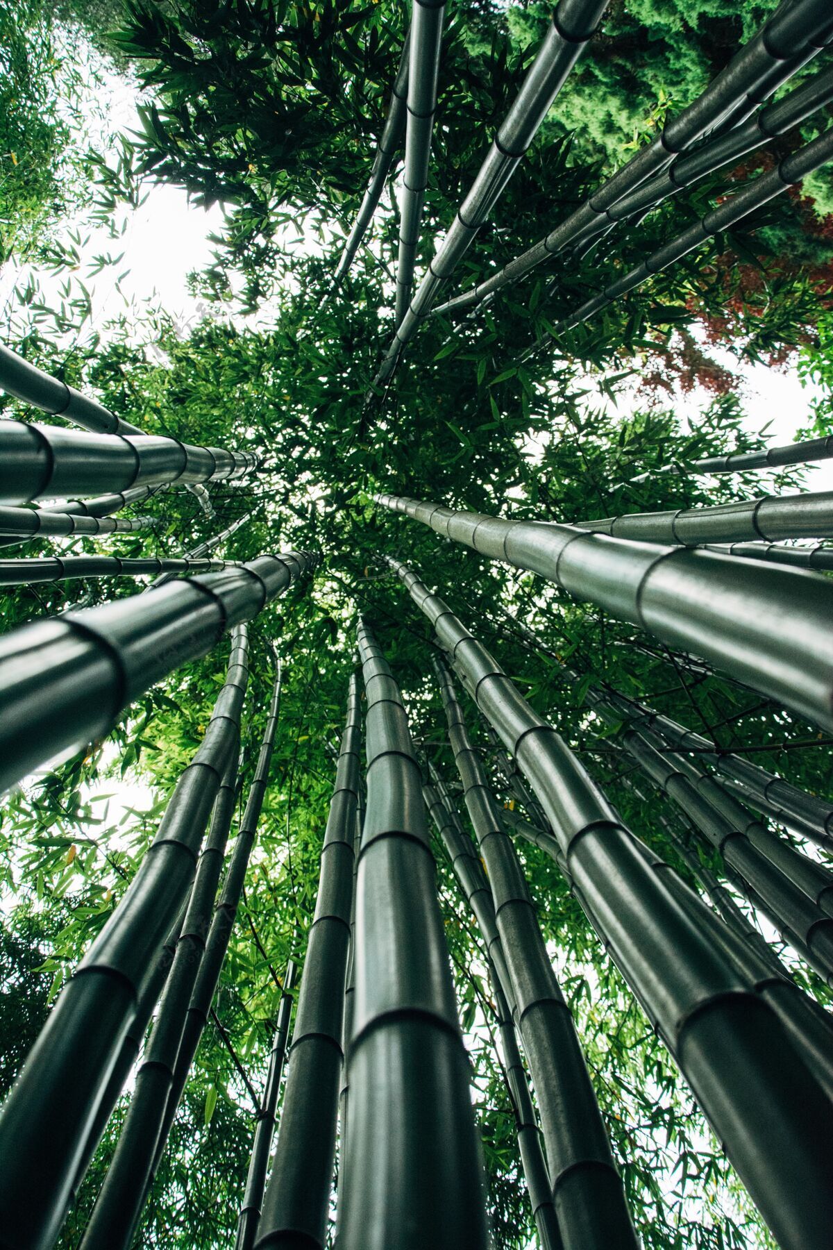 花巨竹的低角度拍摄明亮环境热带