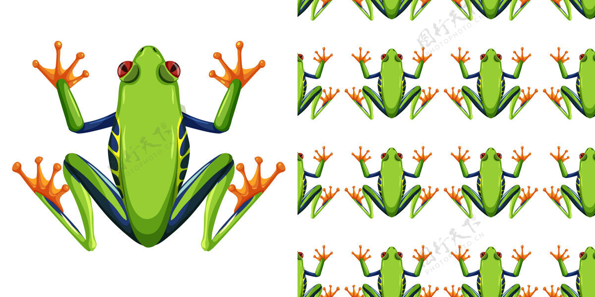 学习红眼树蛙孤立在白色和无缝教育青蛙解剖