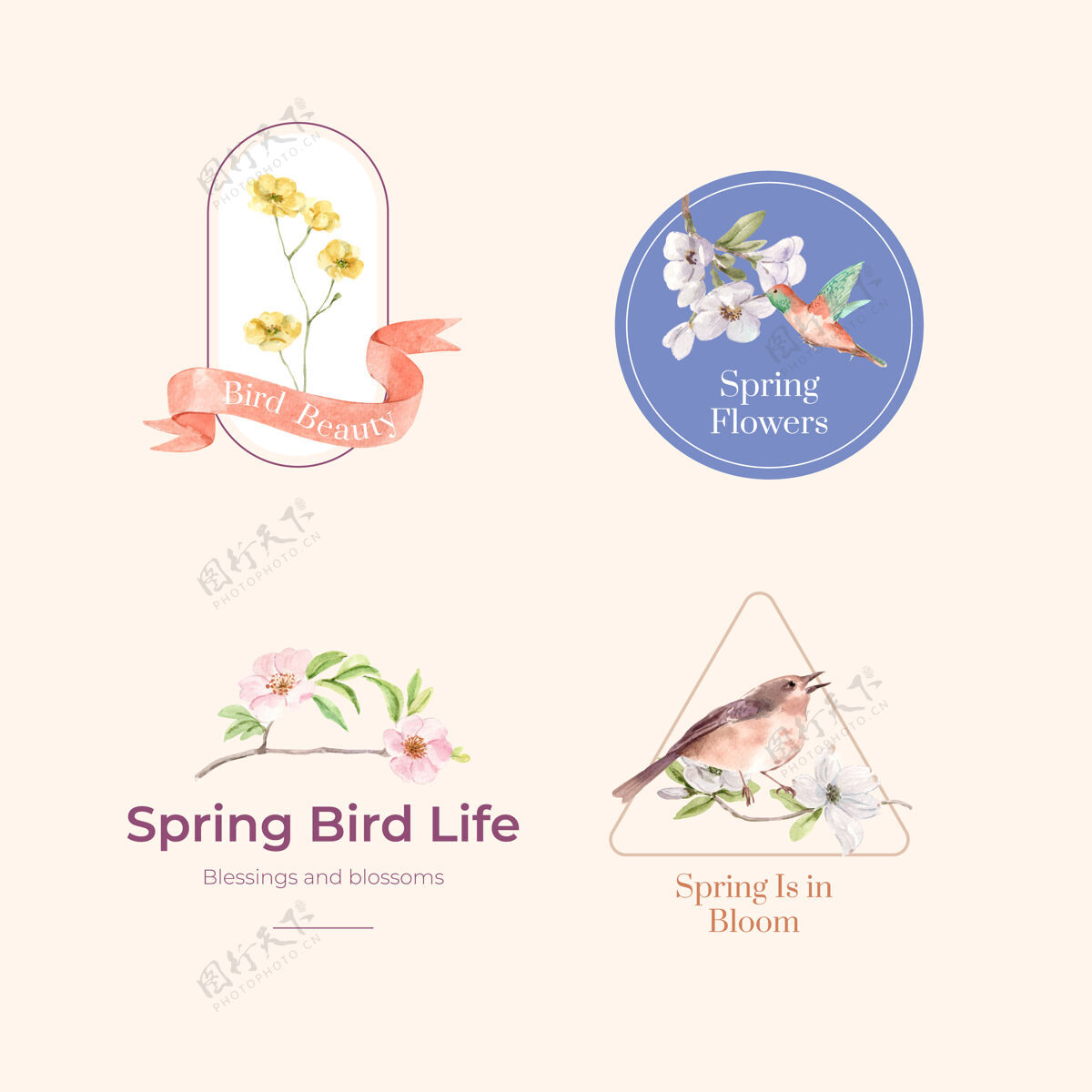 开花标志收集与鸟类和春天的概念野生树枝可爱