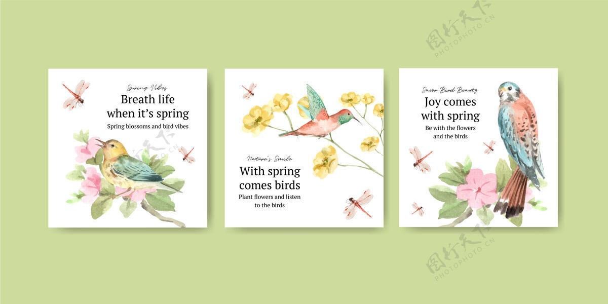 花卉广告模板集鸟类和春天的概念美丽营销可爱