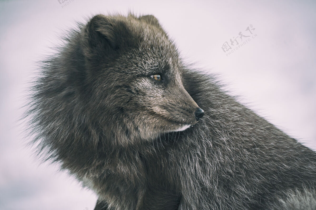 野生动物灰色动物特写摄影寒冷哺乳动物狐狸