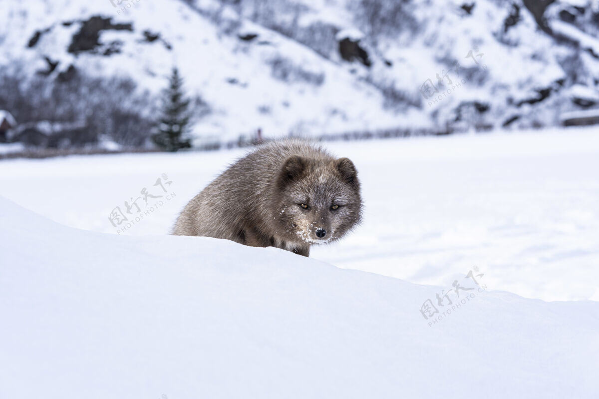 雪白天 棕色和白色的狐狸在白雪覆盖的地面上寒冷冰岛野生