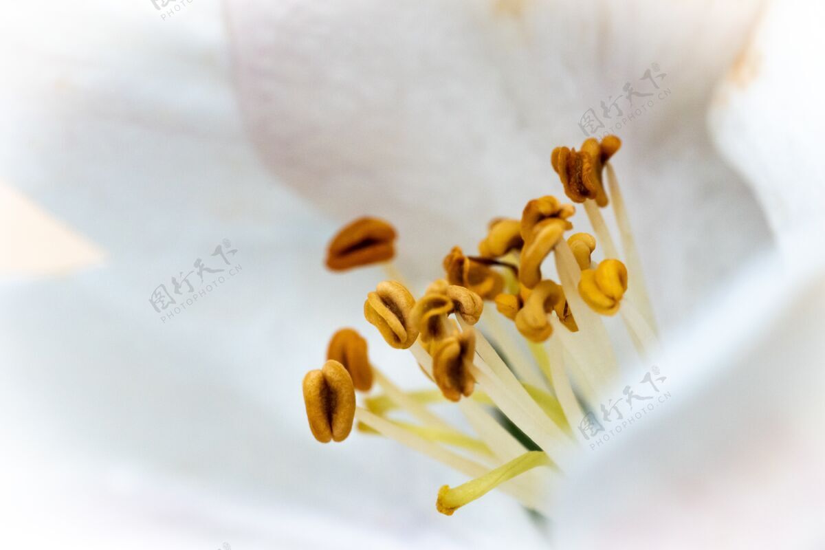特写阳光下一朵白花和黄色花蜜的美丽宏观照片植物花生长