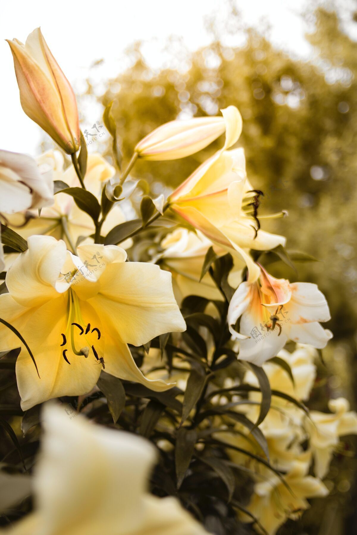 花束垂直特写镜头黄色百合生长在灌木上春天季节明亮