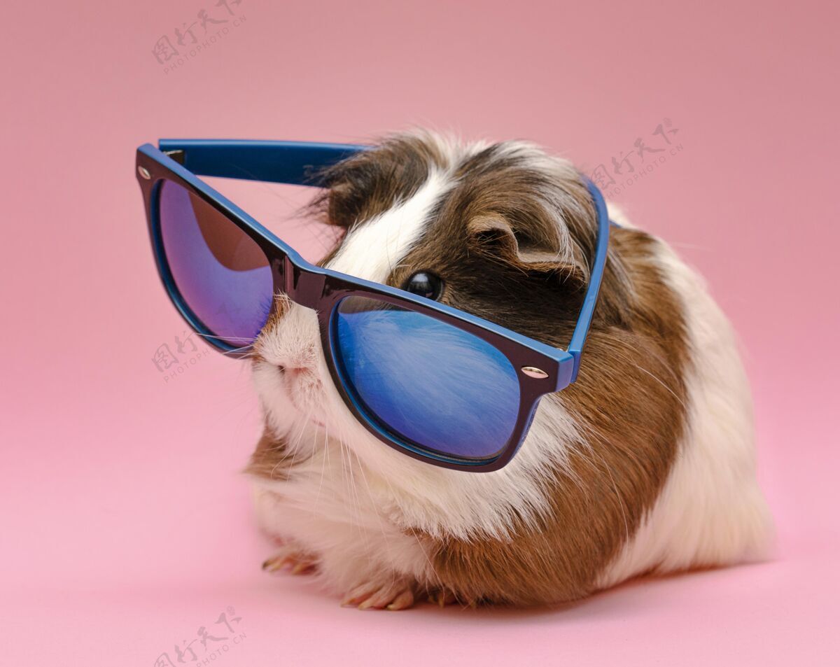 水平戴太阳镜的可爱豚鼠眼镜小可爱