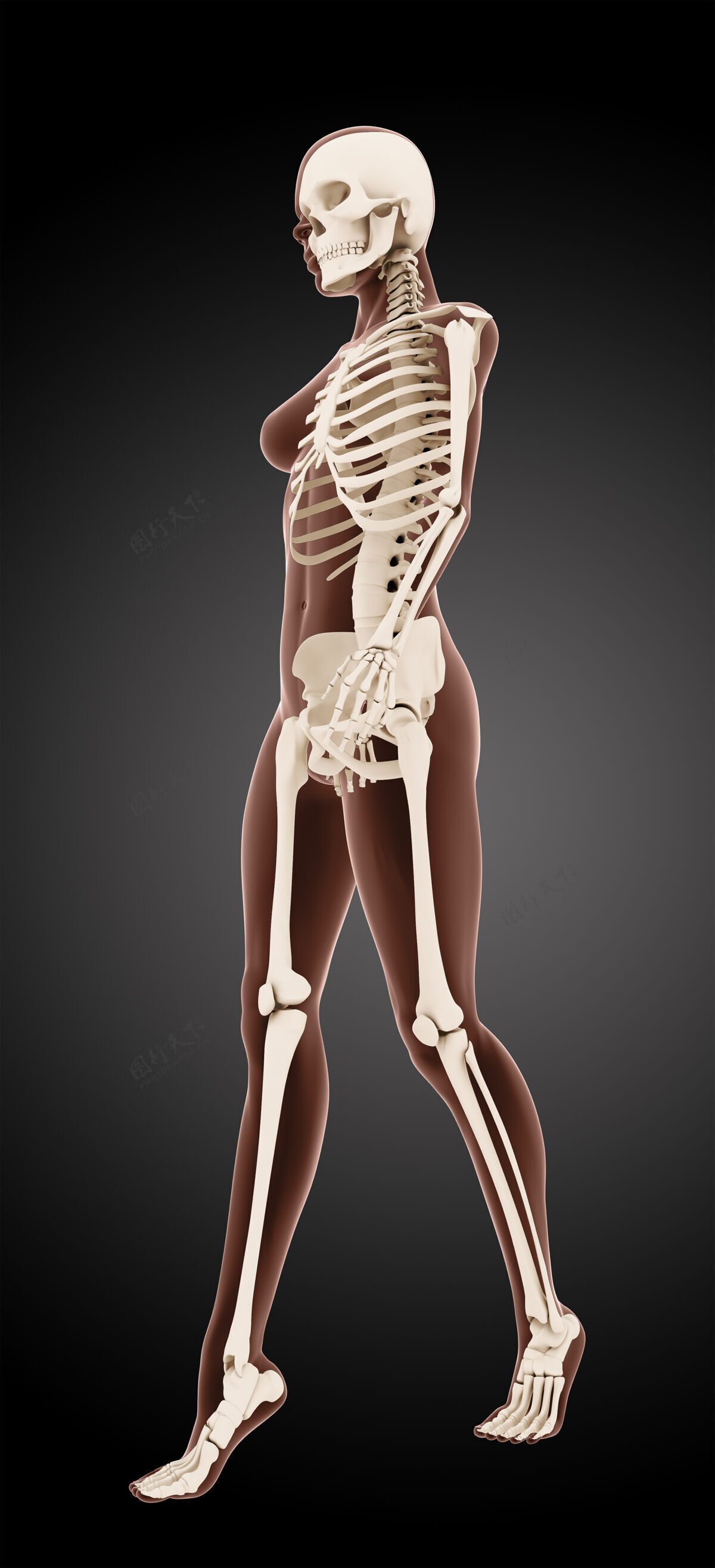 骨骼三维渲染的女性医疗骨骼行走解剖学内部疼痛