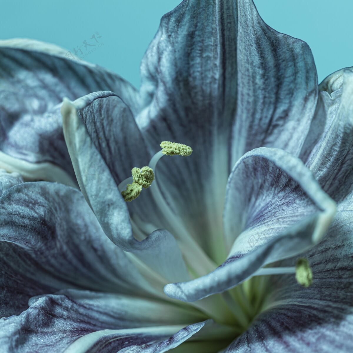 宏观漂亮的蓝色花自然花花