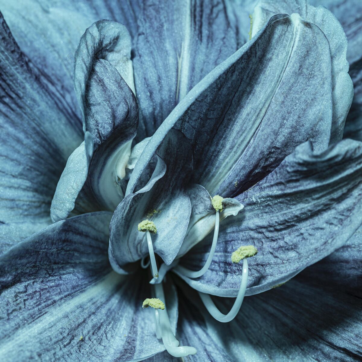 花漂亮的蓝色花蔬菜植物特写