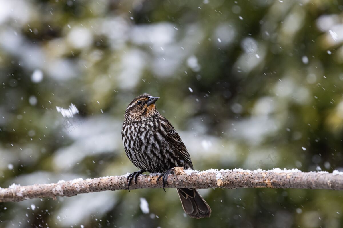 叶选择性聚焦拍摄雪地下一棵树的细枝上的一只异国鸟野生灰色自然