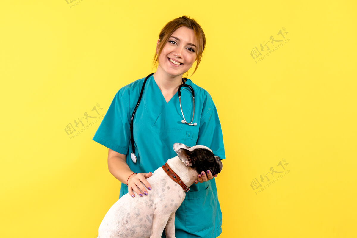 人女兽医在黄墙上观察小狗的正面图成人肖像动物