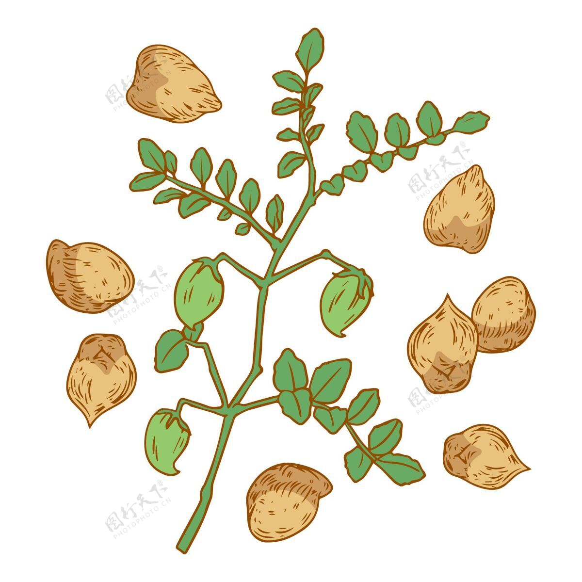 手绘逼真的手工绘制鹰嘴豆和植物插图食物写实鹰嘴豆