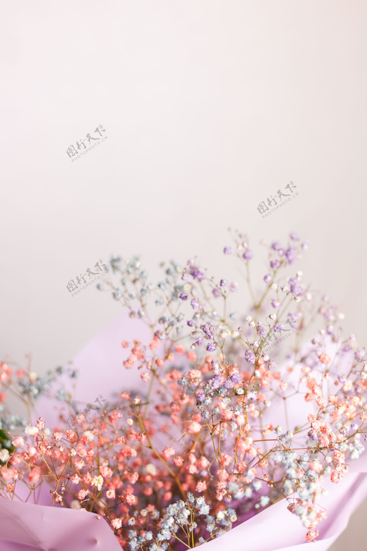 花漂亮的装饰可爱的小干花 彩色壁纸开花手自然