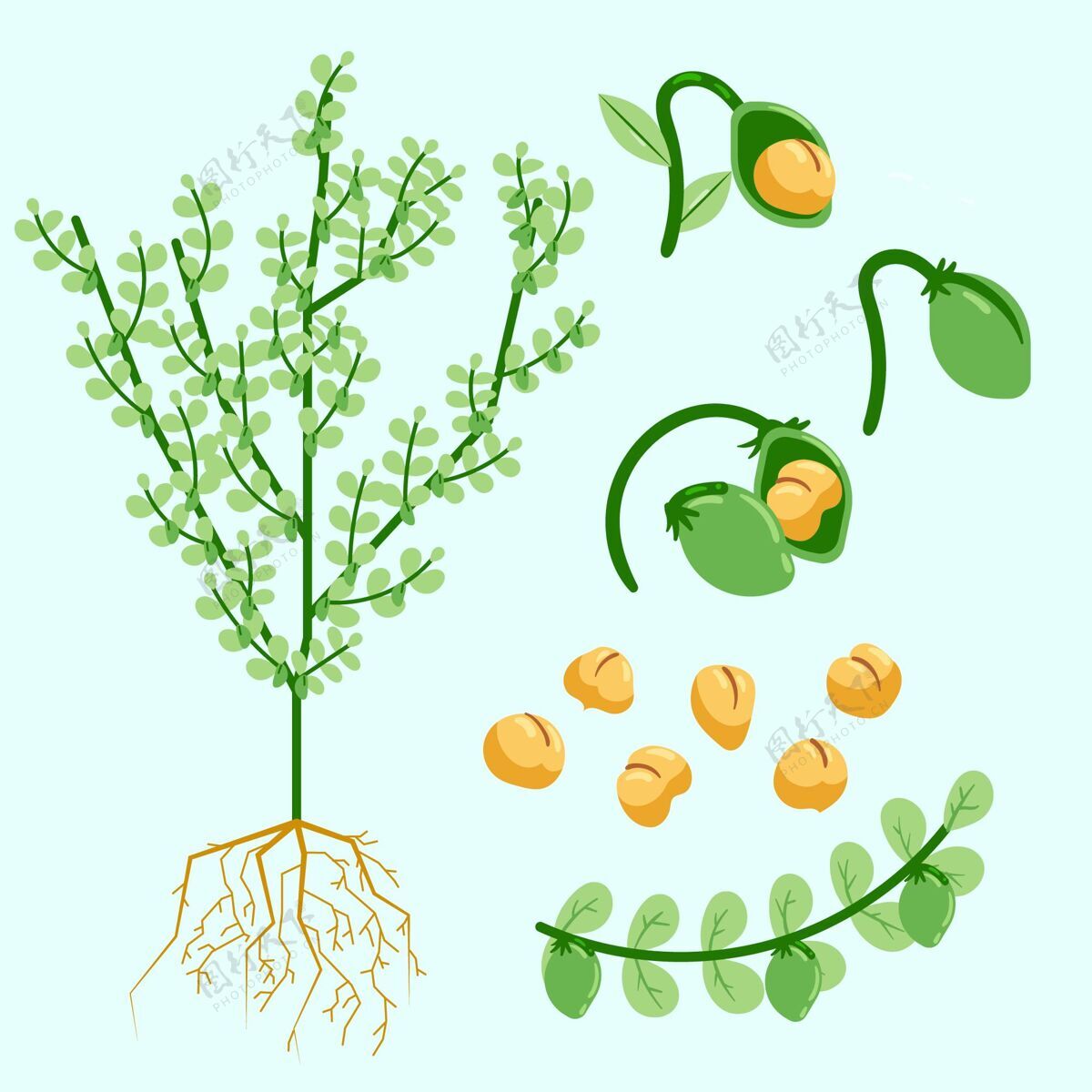 食物手绘鹰嘴豆和植物插图营养手绘叶龄