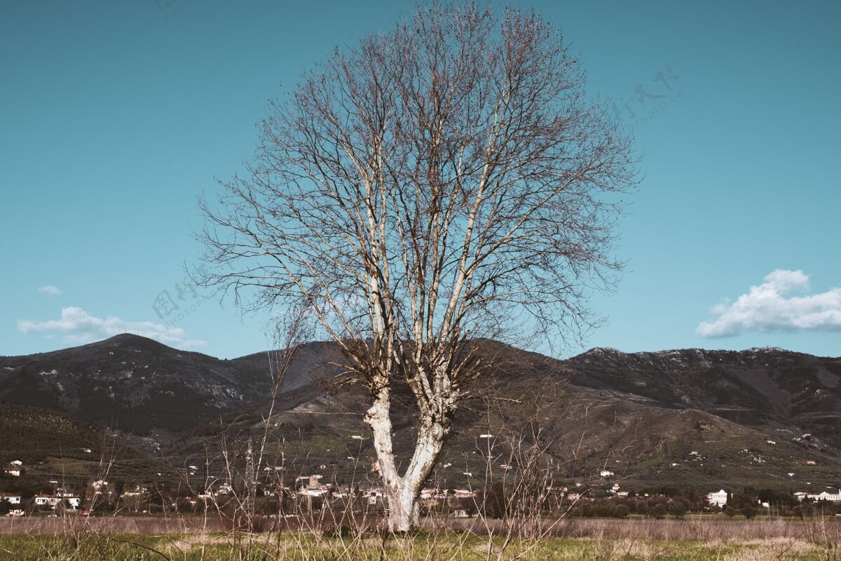 干燥光秃秃的树在有山的田野里孤独山峦蓝天