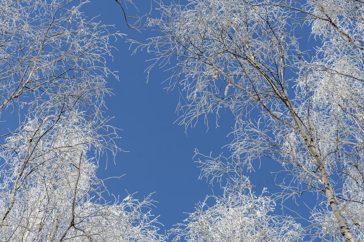 户外低角度拍摄的白雪覆盖的树木与晴朗的蓝天冰寒冷下雪