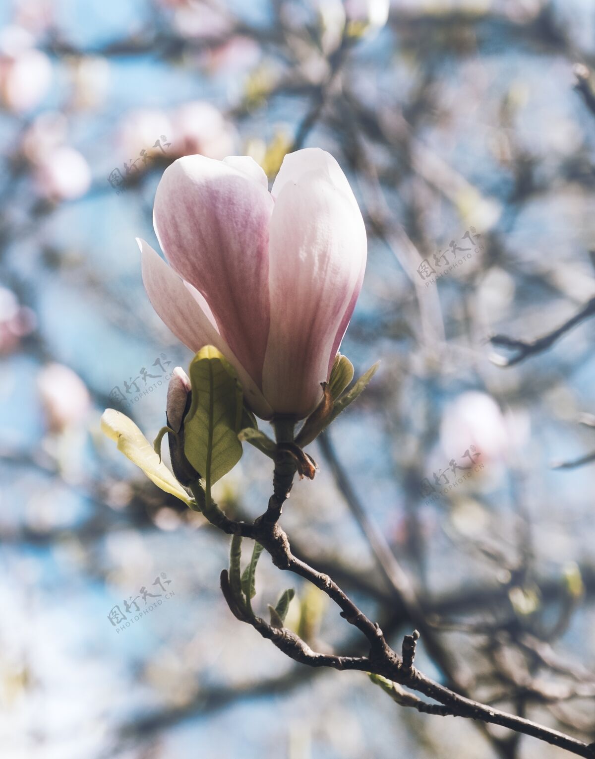 花树枝上粉红色的花被别人包围了四月艺术现实