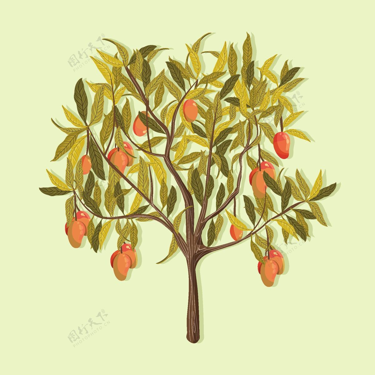 饮食植物芒果树画美味树芒果