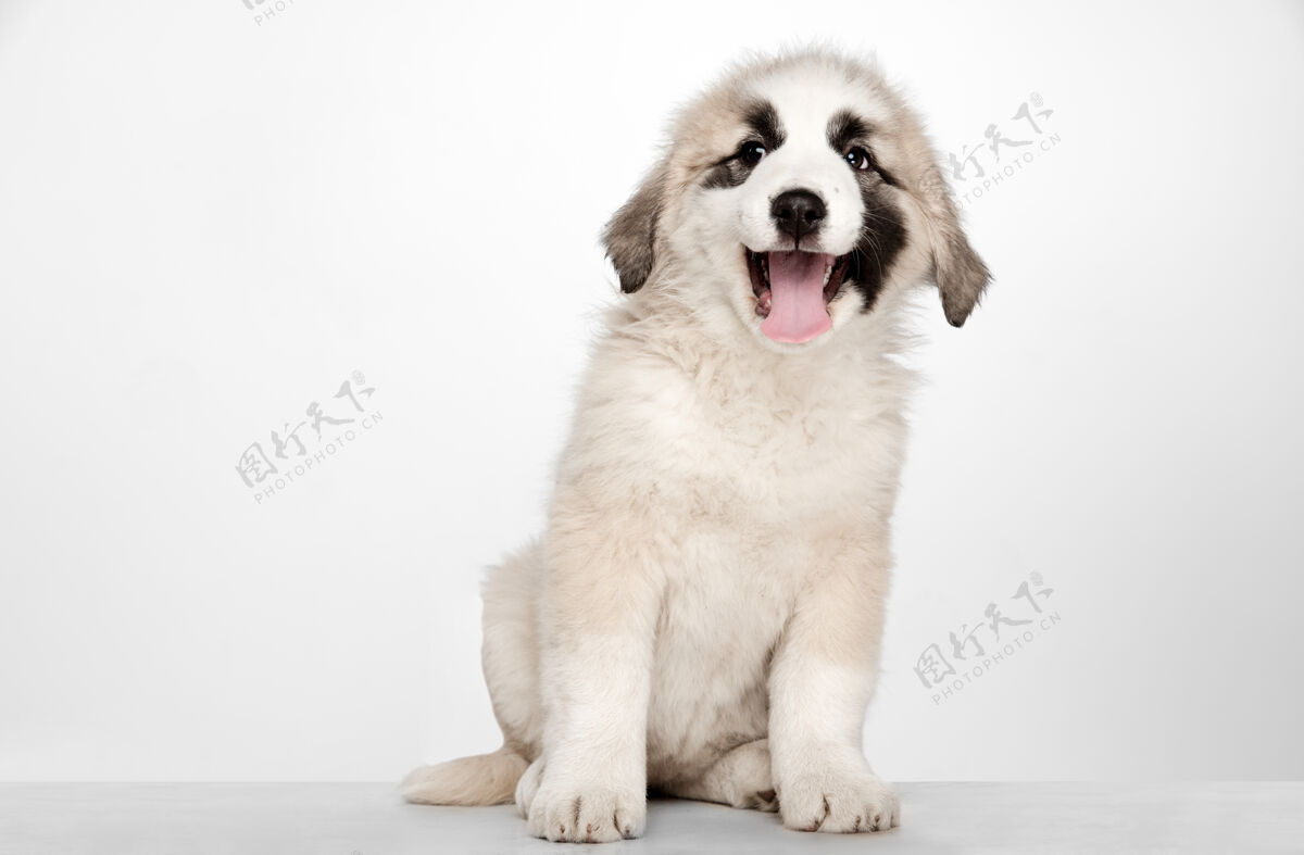 动物阿拉白-中亚牧羊犬站着白色墙上的肖像年轻漂亮的小狗 宠物爱的概念强壮俄罗斯亚洲