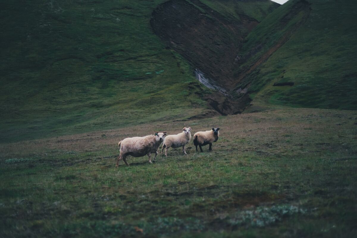 山在阴沉的日子里 三只羊站在青山上乡村牧场牲畜