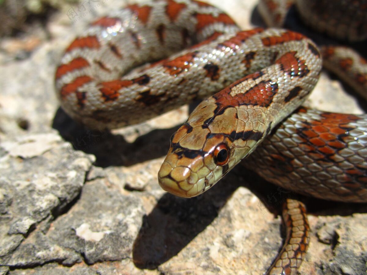 捕食者欧洲老鼠蛇在岩石上爬行的特写镜头危险动物学岩石