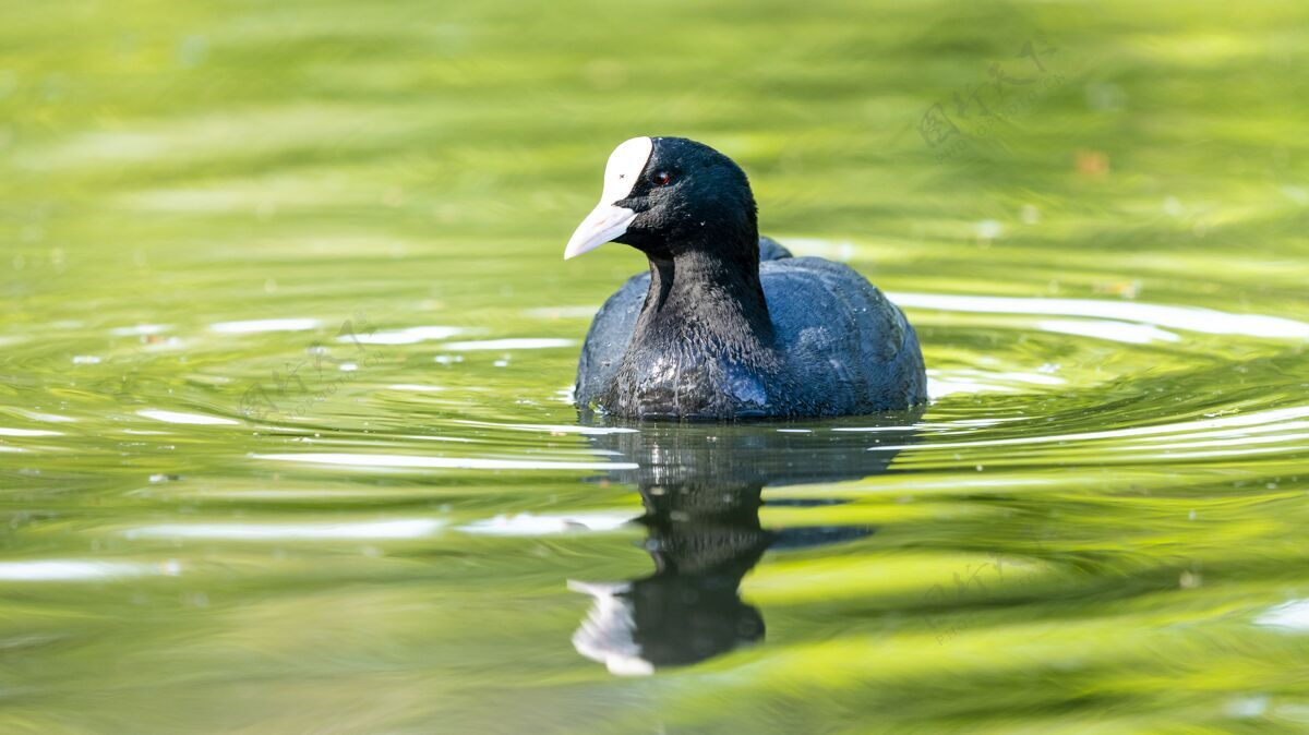 水一只黑鸟在湖中游泳的特写镜头-完美的墙纸海洋自然湖泊