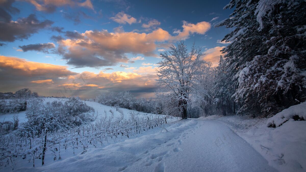 令人叹为观止在克罗地亚多云的天空下 一条小路和覆盖着雪的树木闪烁着惊人的景色风景多云的天空天空