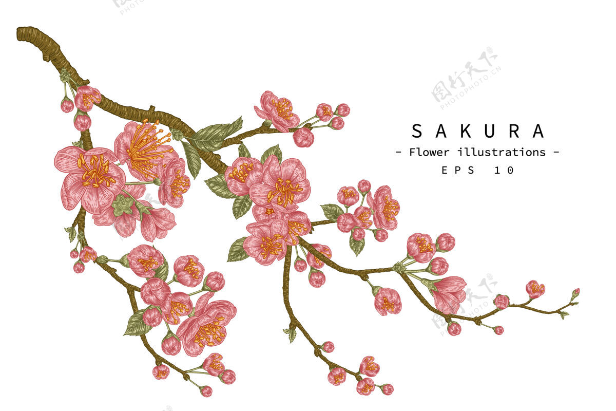艺术樱花手绘植物插图装饰盛开植物
