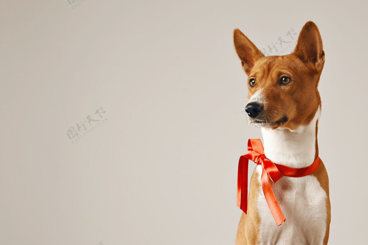 Basenji体贴贴心的狗戴着红色的蝴蝶结 近距离拍摄孤立的白色狗看小狗