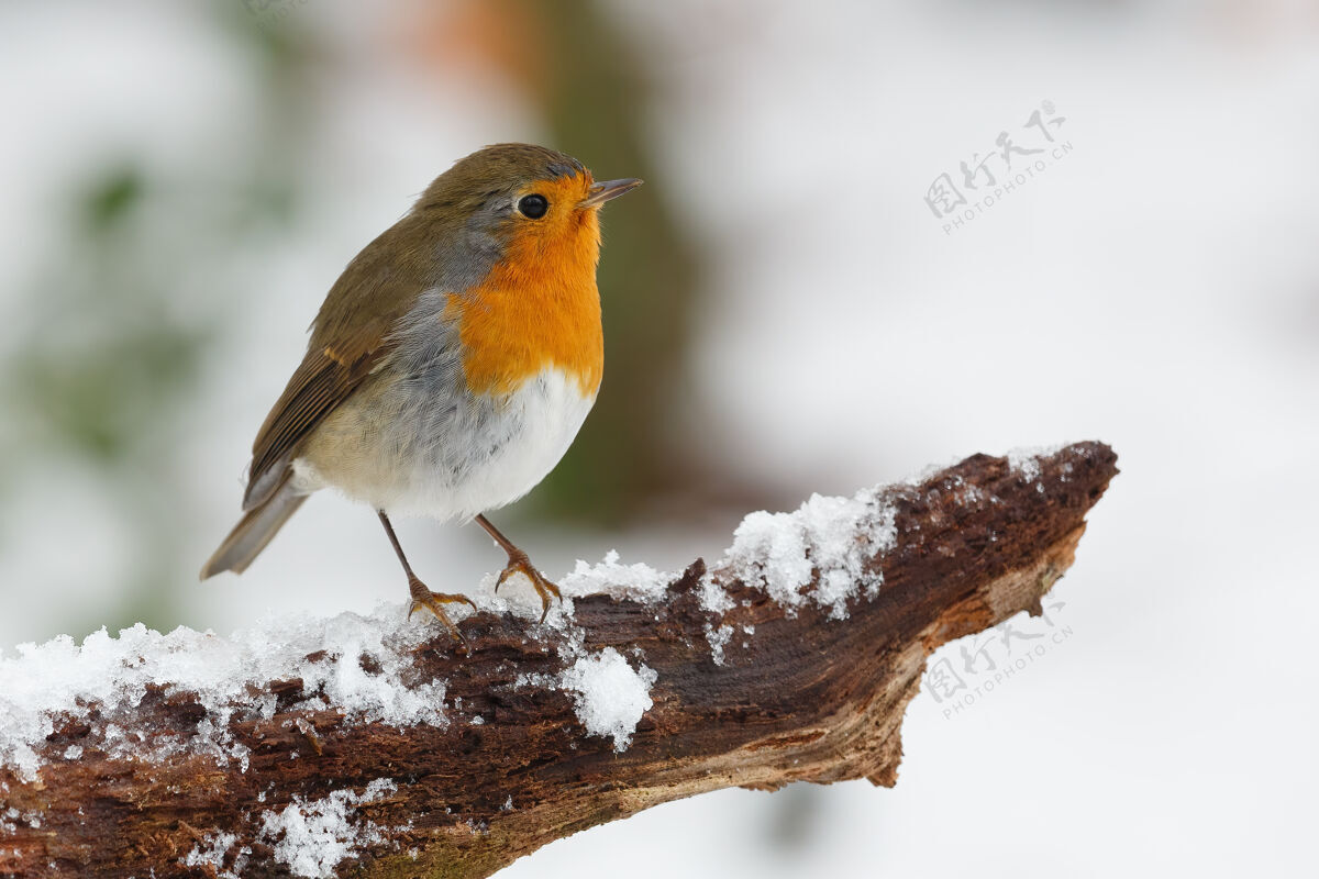 冬天雪枝上的鸟鸟树枝雪