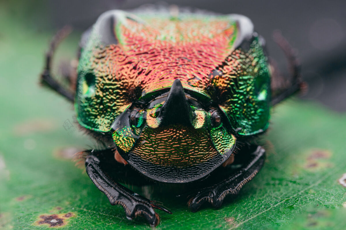 动物彩虹甲虫的选择性聚焦镜头绿色动物宏