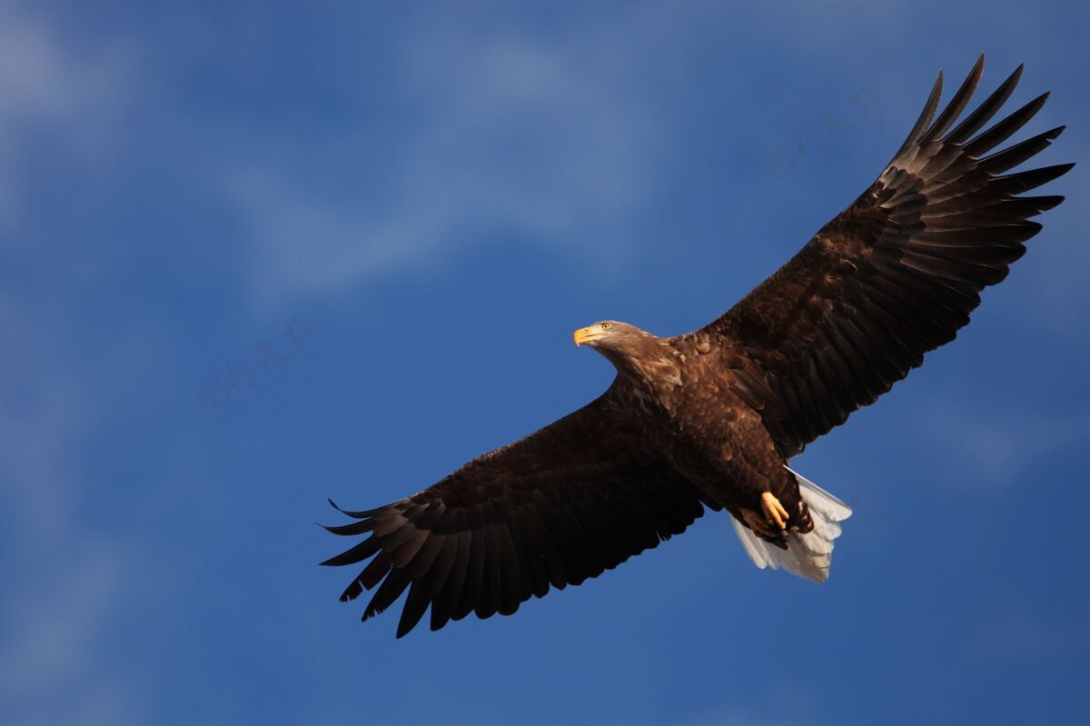 鹰在日本北海道 一只白尾鹰在阳光和蓝天下低空飞行低角度黄色飞行
