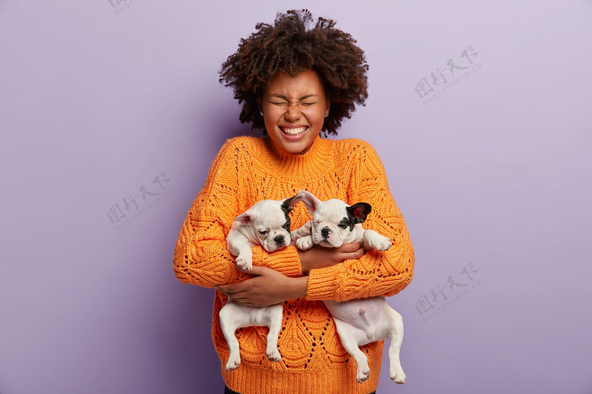 小狗喜出望外的黑皮肤女性 非洲式发型 抱着两只小狗 闭上眼睛 穿着橙色毛衣 在紫色的墙上摆姿势积极的女孩在家里和最喜欢的宠物玩跳伞室内牙齿