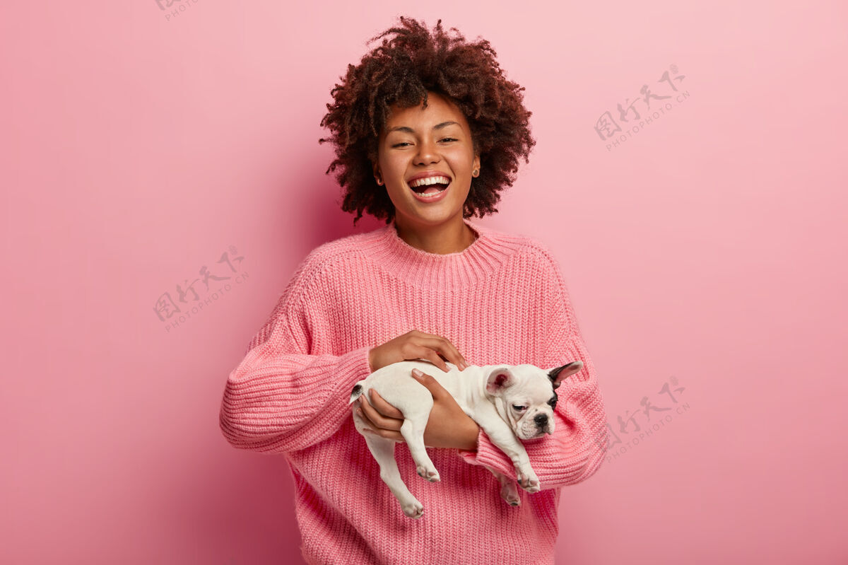 宠物快乐的美国黑人女子 卷发 抱着小狗 精神抖擞 穿着超大粉色套头衫 与墙壁同色宠物护理和动物概念可爱的家庭成员小狗斗牛犬积极的