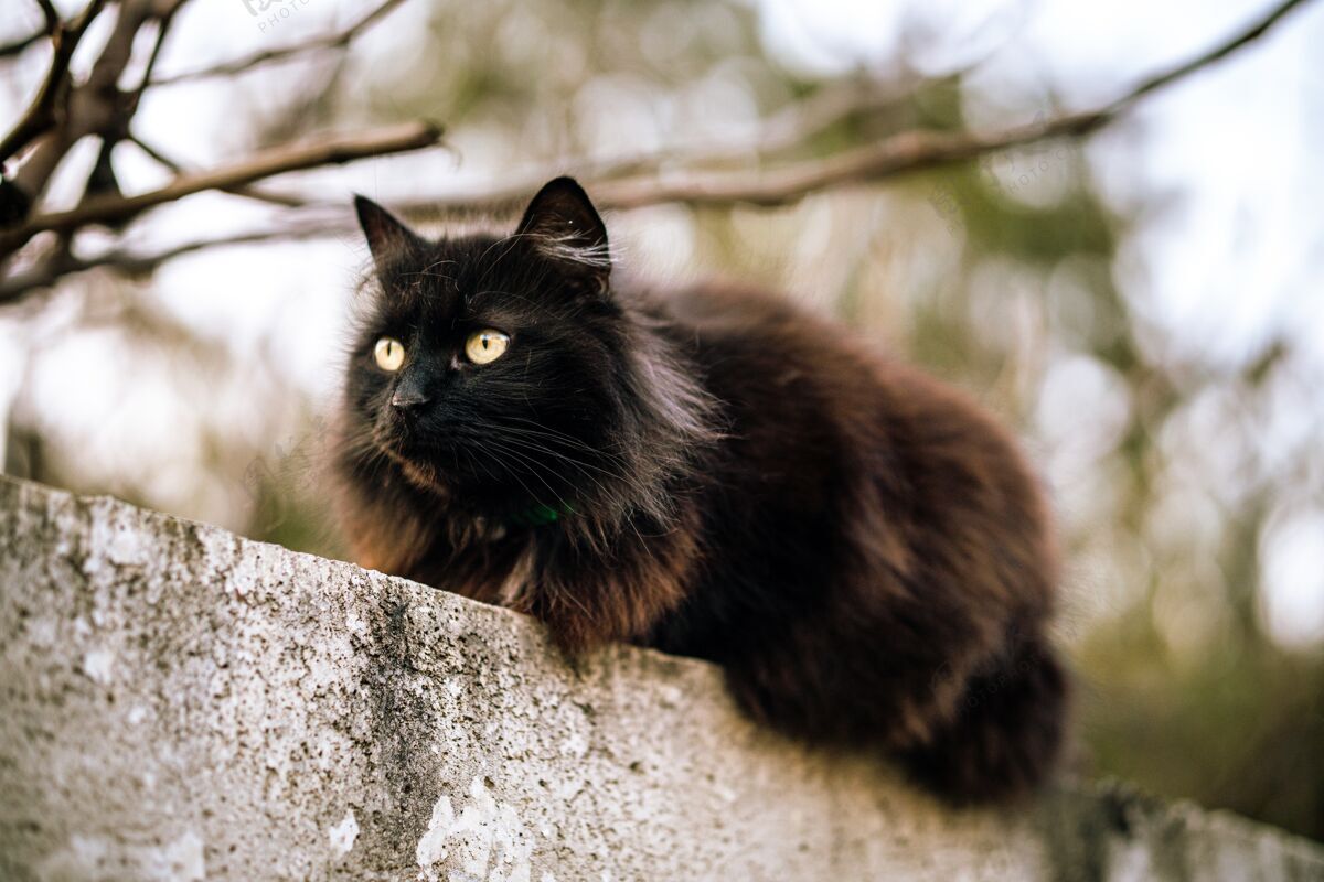 猫绿眼睛的野黑猫动物肖像小