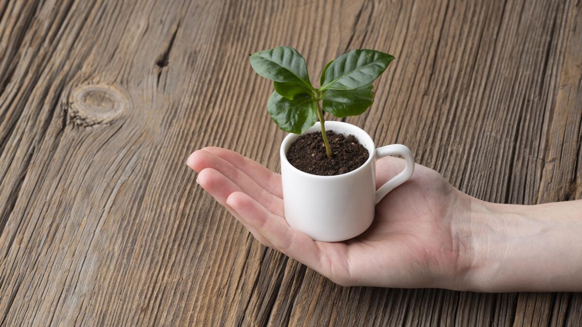 教育近距离的手拿着植物小杯子组成分类水平