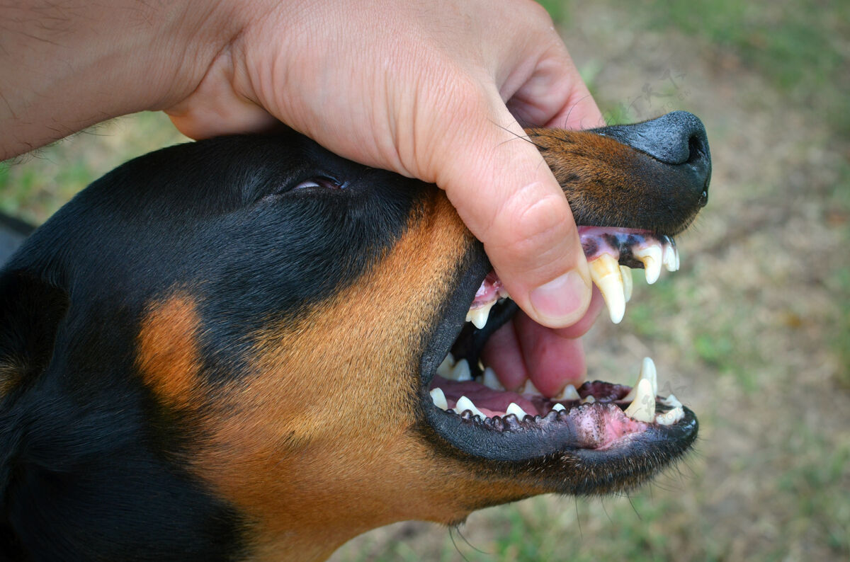 尖锐凶恶的狗露出牙齿和咬人的手动物狗家庭