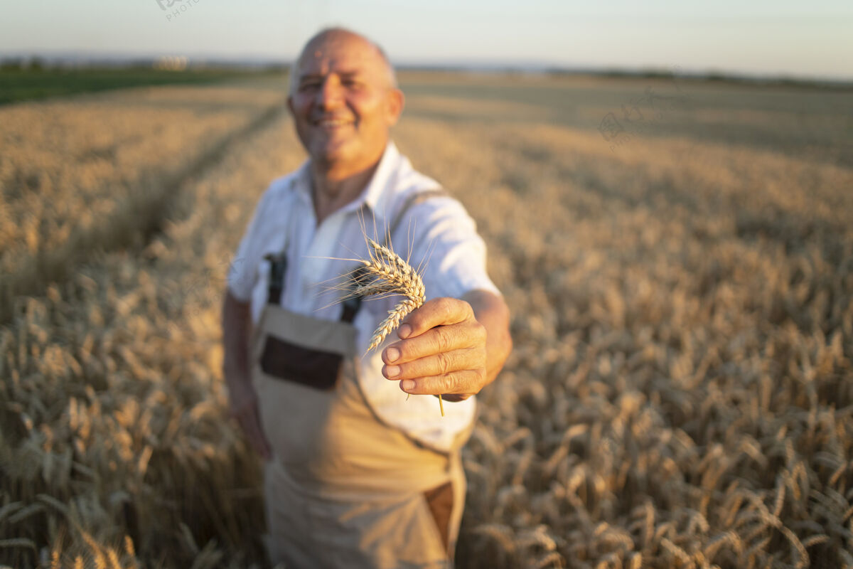 农业成功的高级农艺师站在麦田里拿着麦子的画像碑骄傲乡村