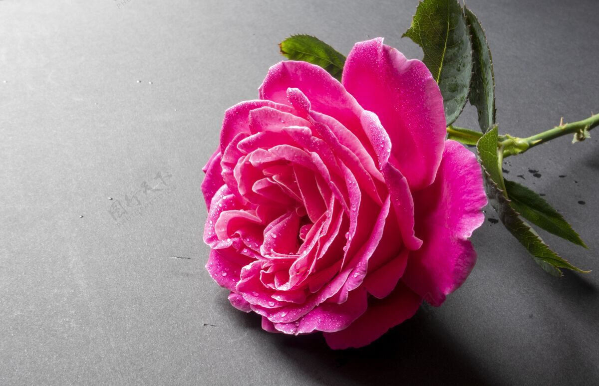 明亮特写镜头一个美丽的粉红色玫瑰与水滴孤立在灰色植物花瓣滴