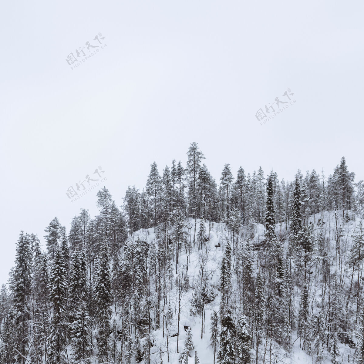 山芬兰欧兰卡国家公园 风景如画的松林覆盖着白雪公园天空天气