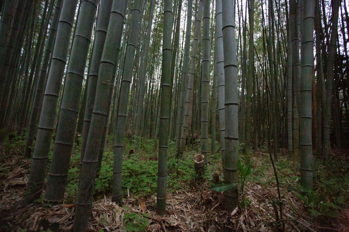 植物森林里几棵竹子的广角镜头灌木竹子景观