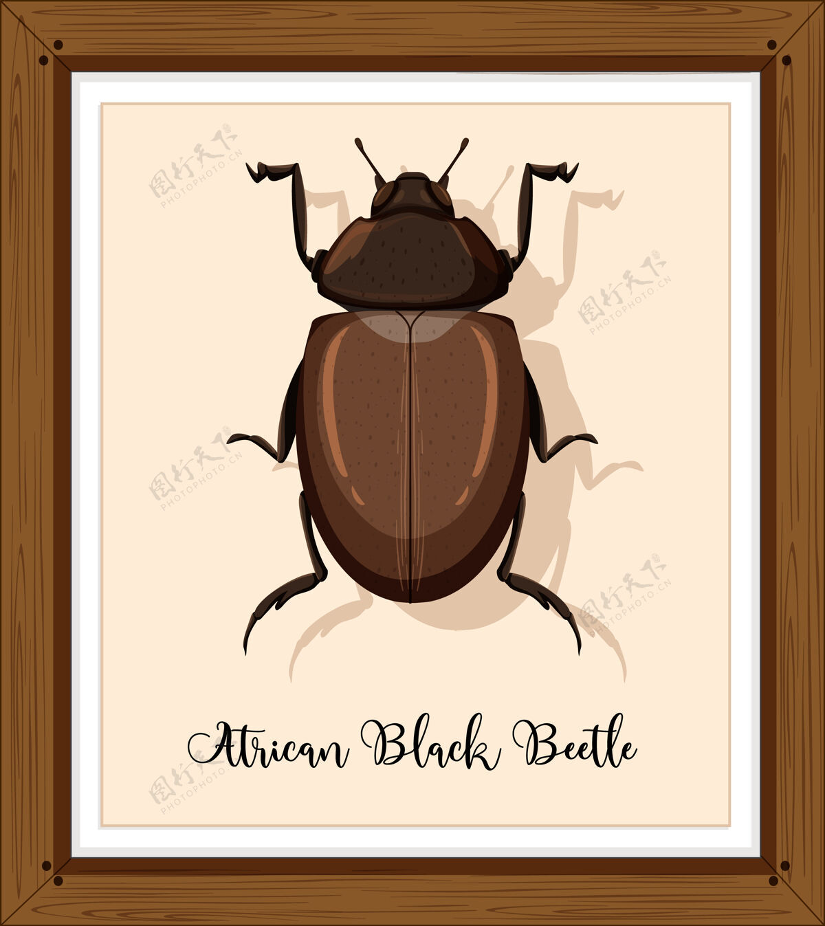 框架木框非洲黑甲虫木制小彩色
