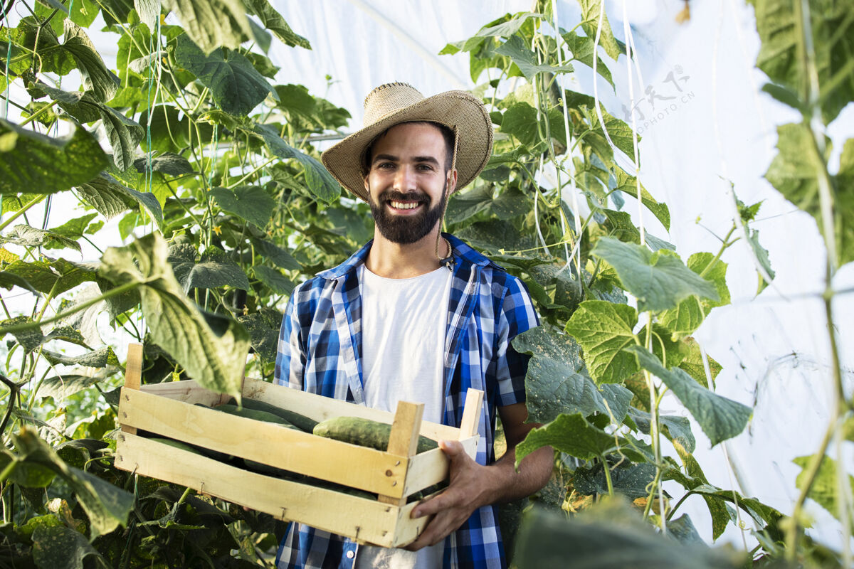 植物学年轻的留着胡子的农民在温室里拿着装满新鲜黄瓜的箱子的画像农场生产叶